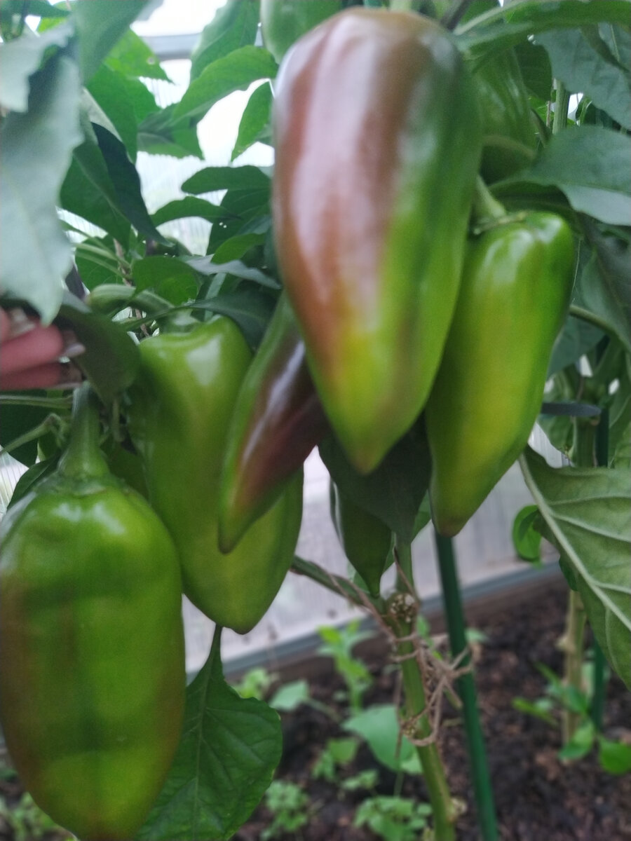 Перец Фаст в стадии созревания