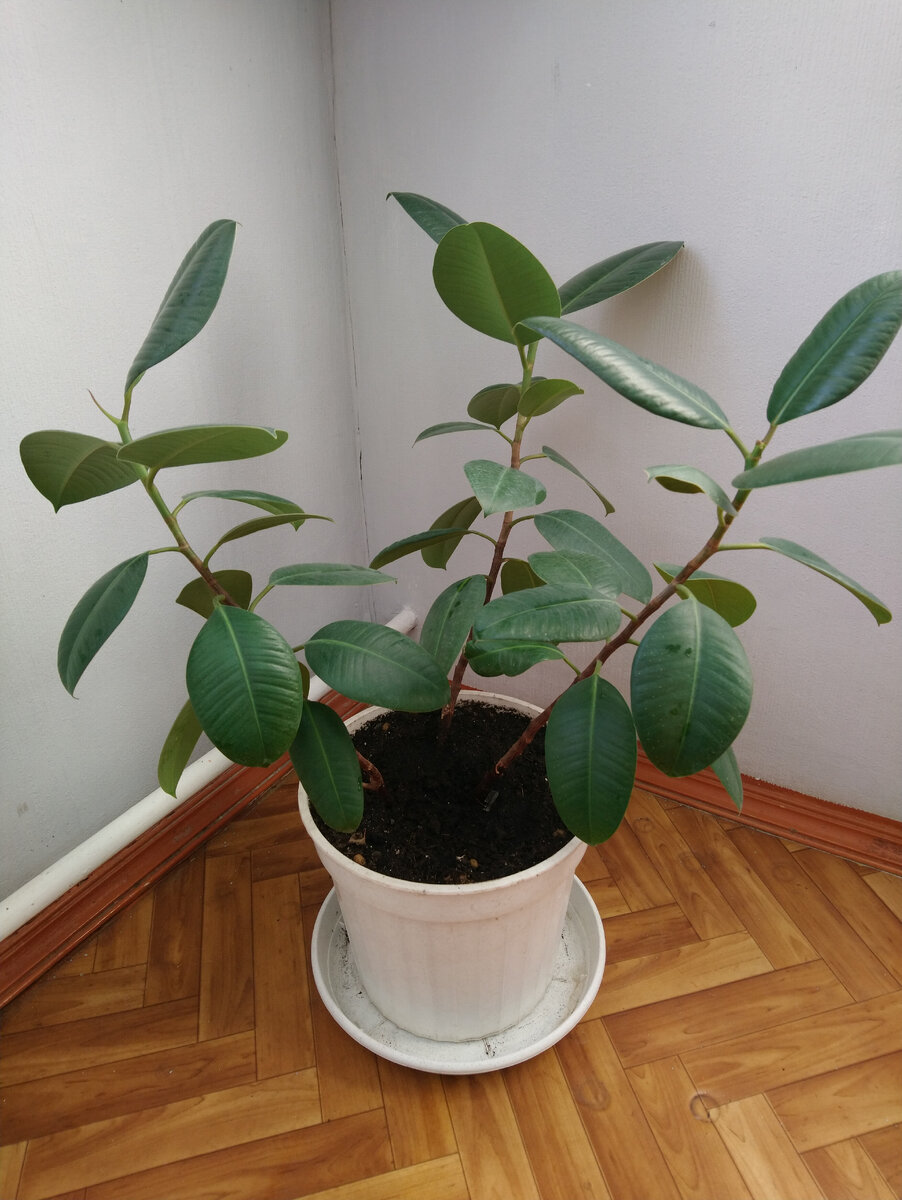 растёт на работе- 09.02.24