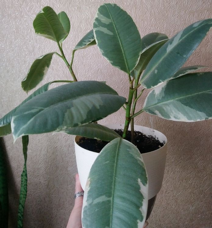 растёт дома- 09.02.24