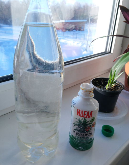 Пора будить фикусы: 2 процедуры, которые им сейчас необходимы ...