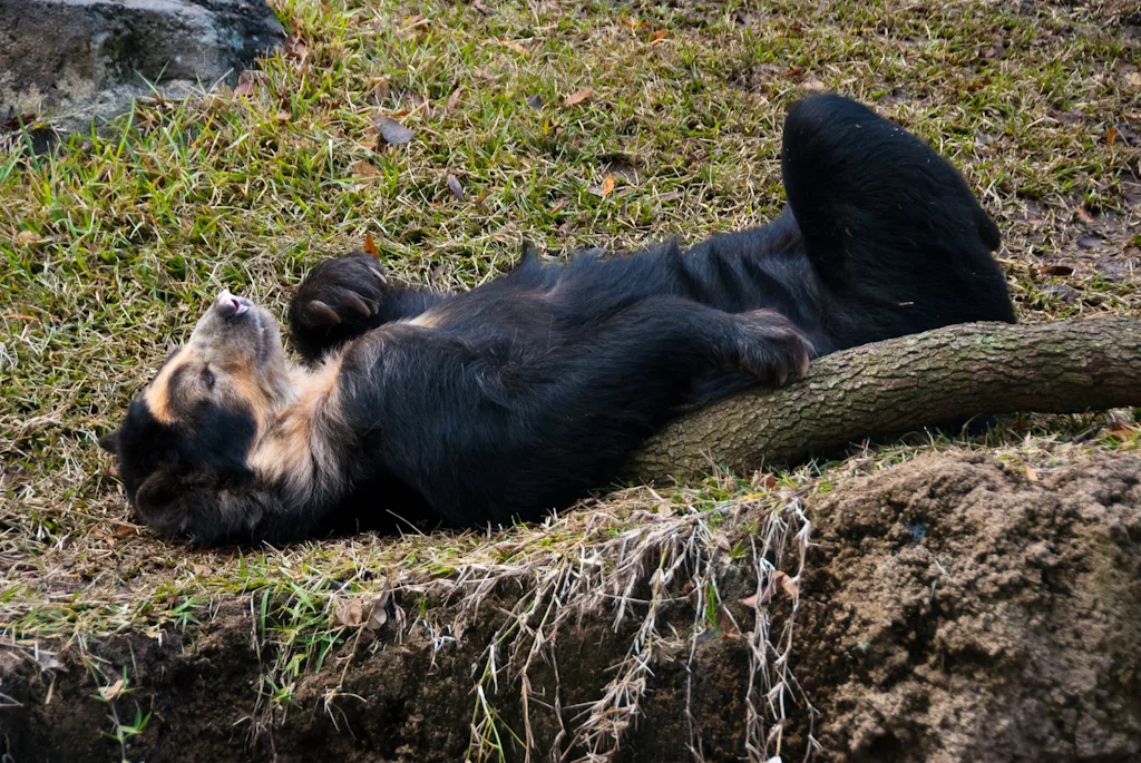 включи медведи грызуны. бурая медведица с медвежатами. гризли и лемминги мультфильм. мультфильм медведь гризли и лемминги. медведица с медвежатами.
