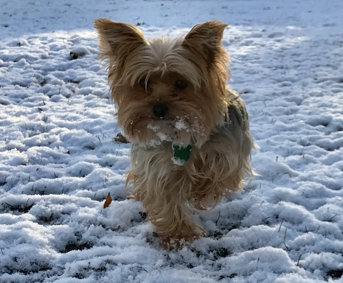 Собаки 10 лет по человеческим меркам сколько лет таблица. Йоркширский терьер возраст по человеческим. 4 месяца собаке по человеческим меркам это сколько лет таблица. Собаки 10 лет по человеческим меркам сколько лет таблица. Таблица годов жизни собак.