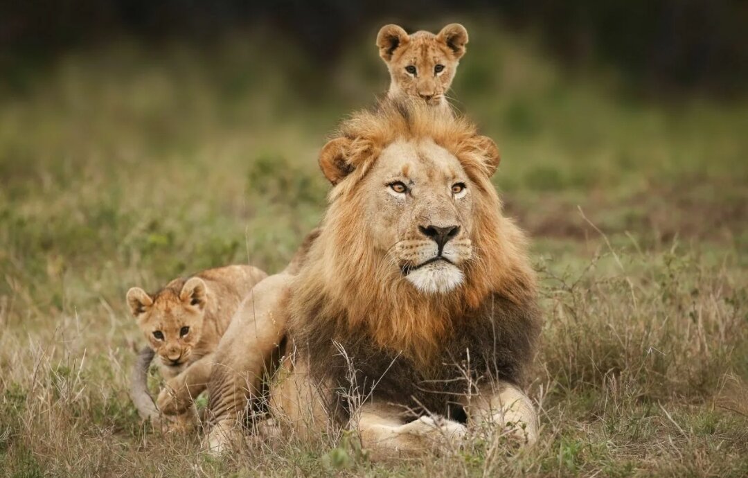 Тег группы стим. Микрофон в кс го клавиша. Активация микрофона в кс го клавишей. Как включить голосовой чат в кс го. Что делать если не работает микрофон в кс.