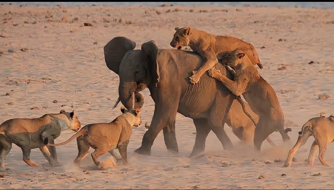 лев всеядное животное