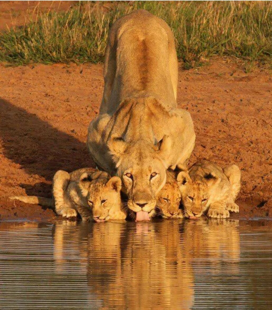 почему льва называют царем зверей. царь зверей не лев. почему лев царь зверей а не тигр. почему лев царь зверей а не тигр. почему лев царь зверей а не тигр.