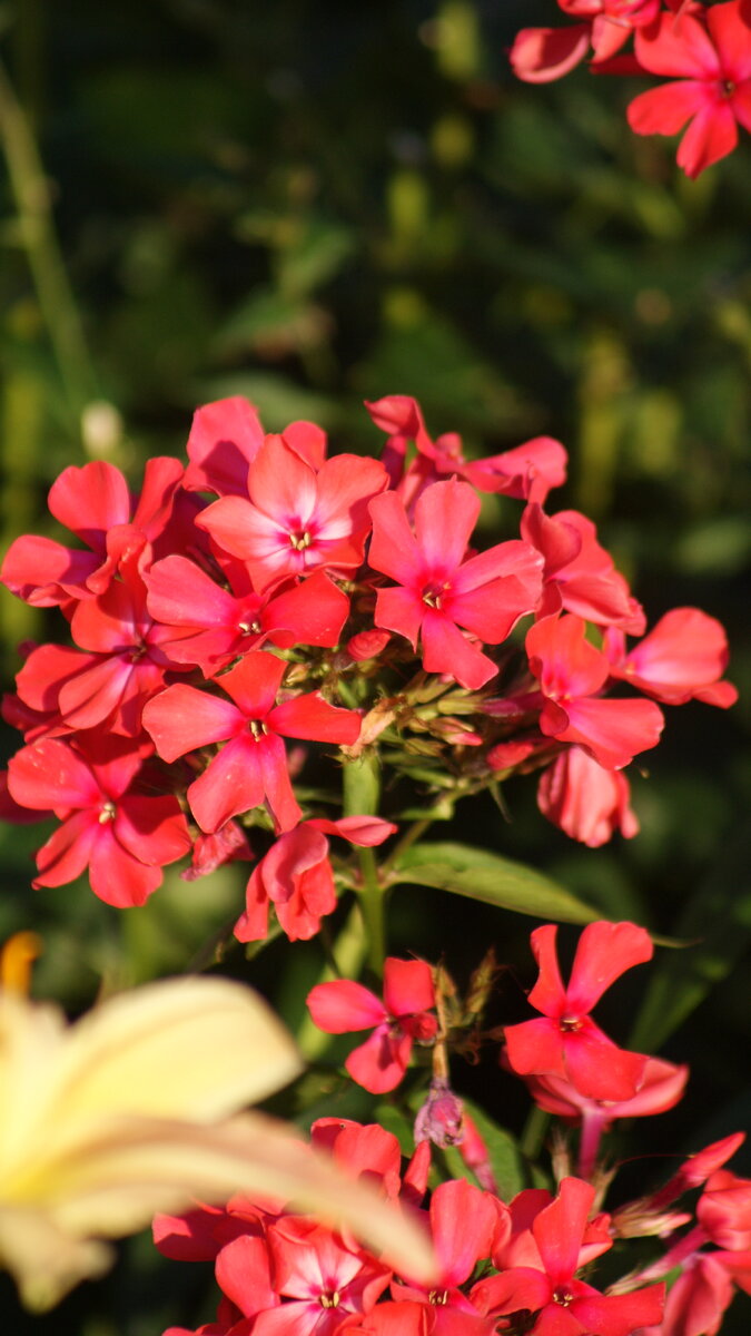 "Маргарита"