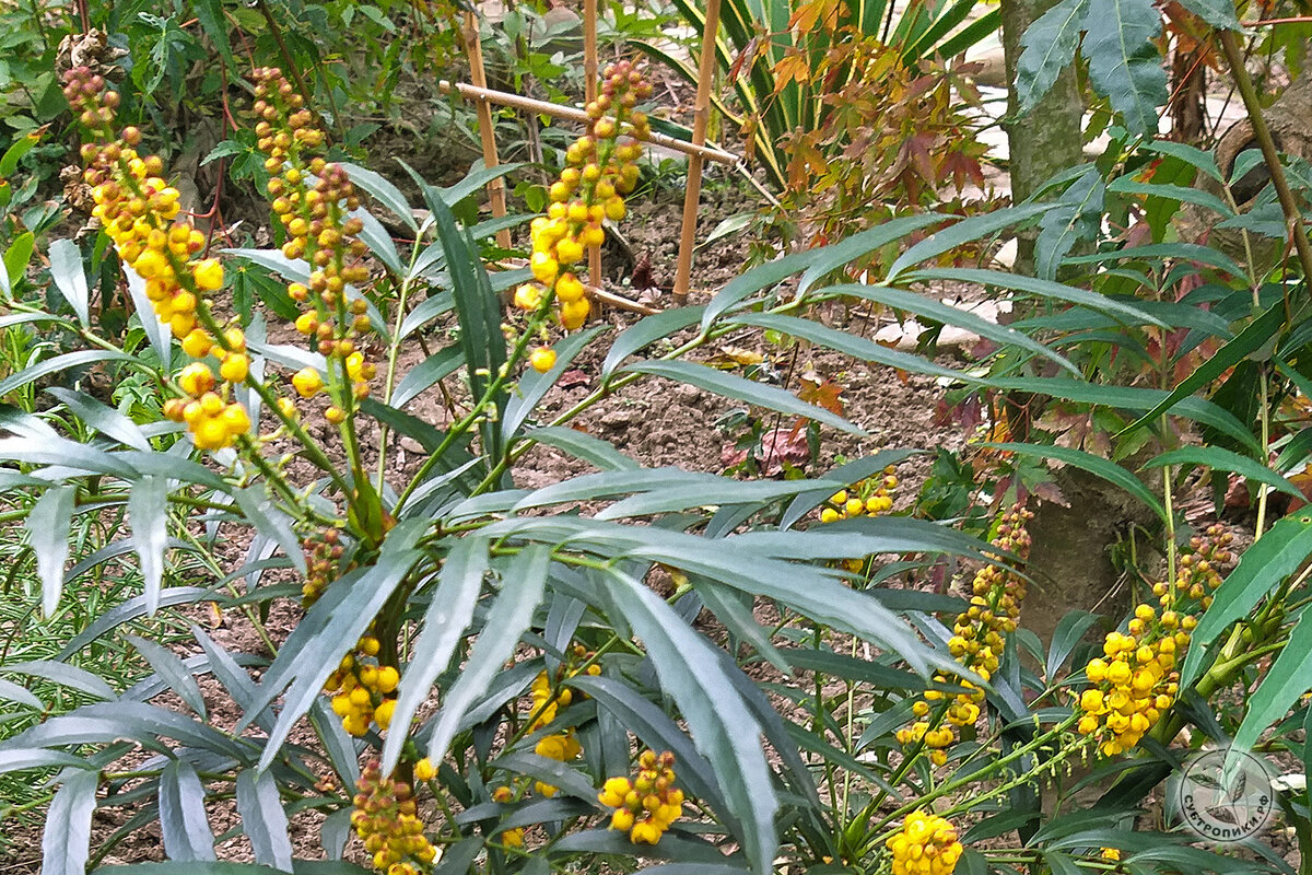Декор "мельница" 10x10см. M3880 мельница декоративная 580 мм "эконом. Недалеко от холма маленькая. Деревянная мельница для сада. Недалеко от холма маленькая речка расползалась гдз.