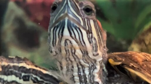 черепаха водная красноухая. сухие червяки для черепах. гаммарус красноухую черепаху. сколько стоят гаммарусы для черепашки. красноухая болотная черепаха.