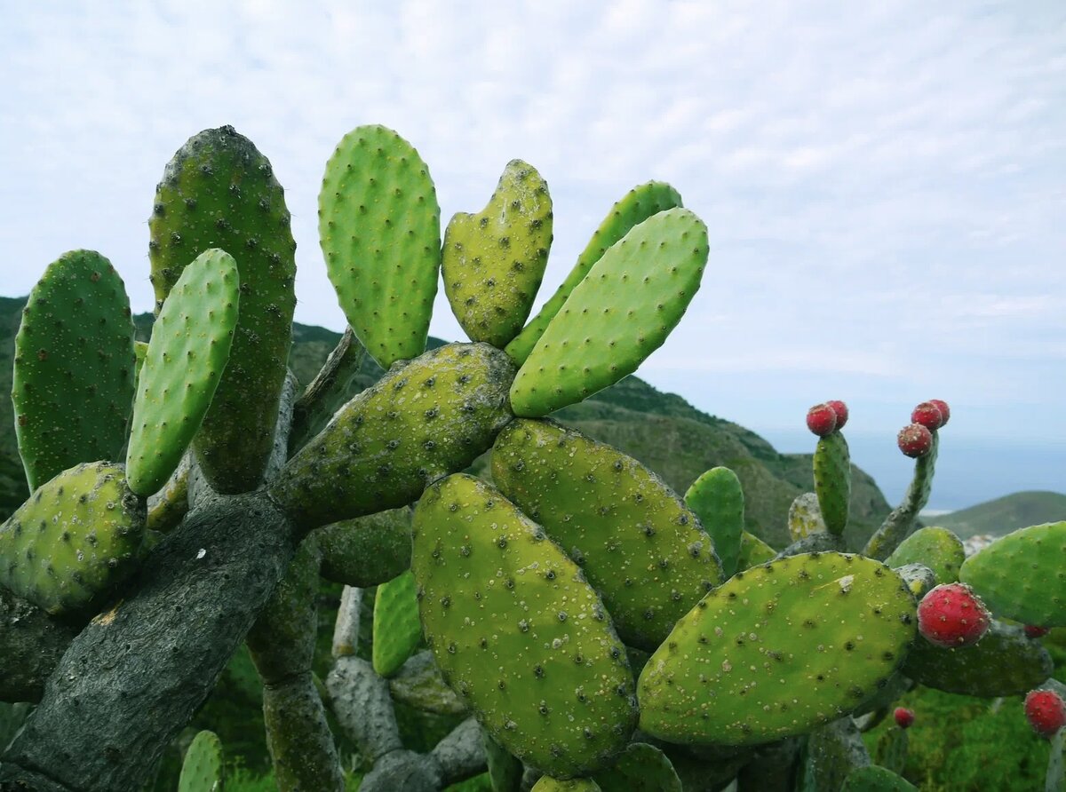 Opuntia ficus-indica