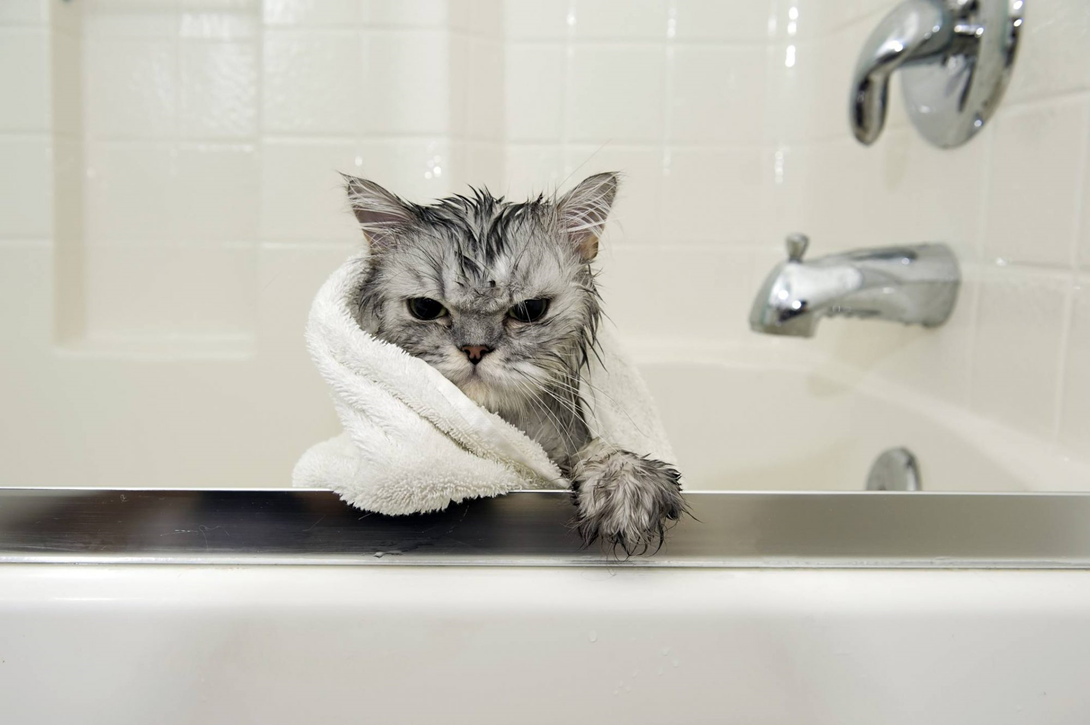 Большинство кошек купаться не любят. Но иногда без этого никак не обойтись. В каких же случаях мыть кота нужно обязательно? Известно, что кошки - очень чистоплотные животные.