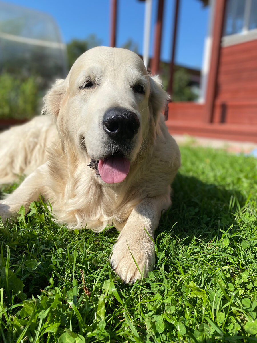 А это Белый! Голден ретривер, с которого началось знакомство с собаками 7 лет назад в нашей семье. Добрый парень, с мыслями только что-нибудь где-нибудь поесть и найти какую-нибудь симпатичную девчонку. 