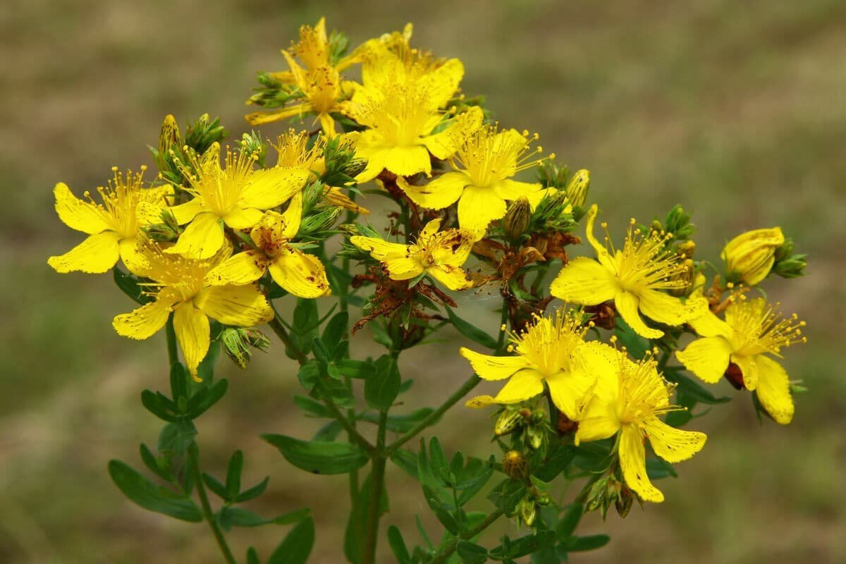 Яндекс. Картинки.