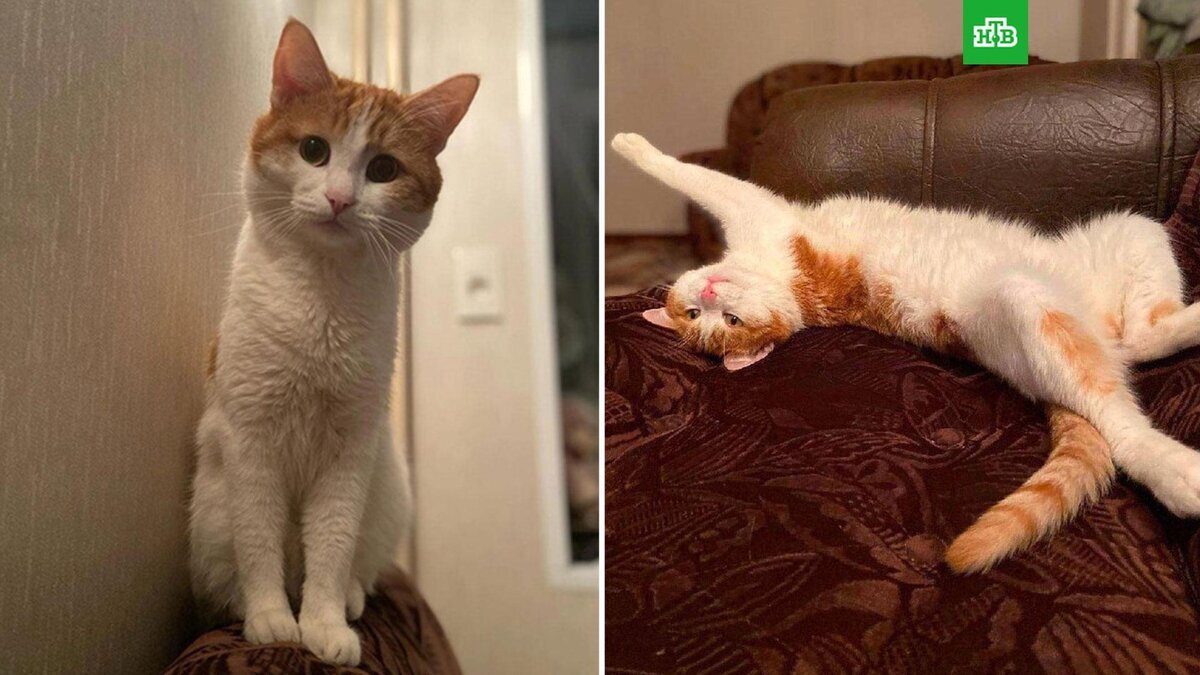 Кот Твикс, которого выбросили из поезда и он погиб.