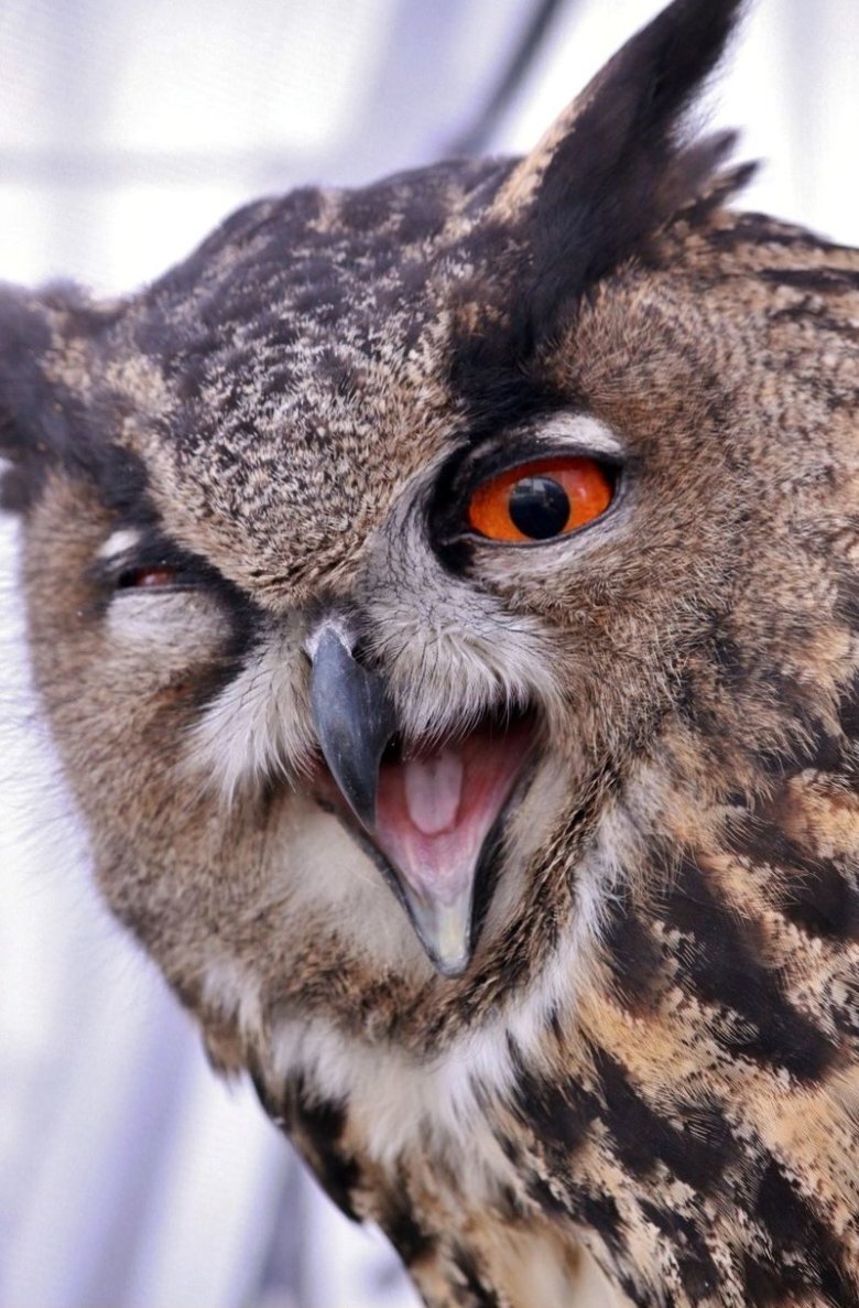 Сова и4. Мокрая сова. Забавные совята. Прикольные совы. Картинки милые совы арты.