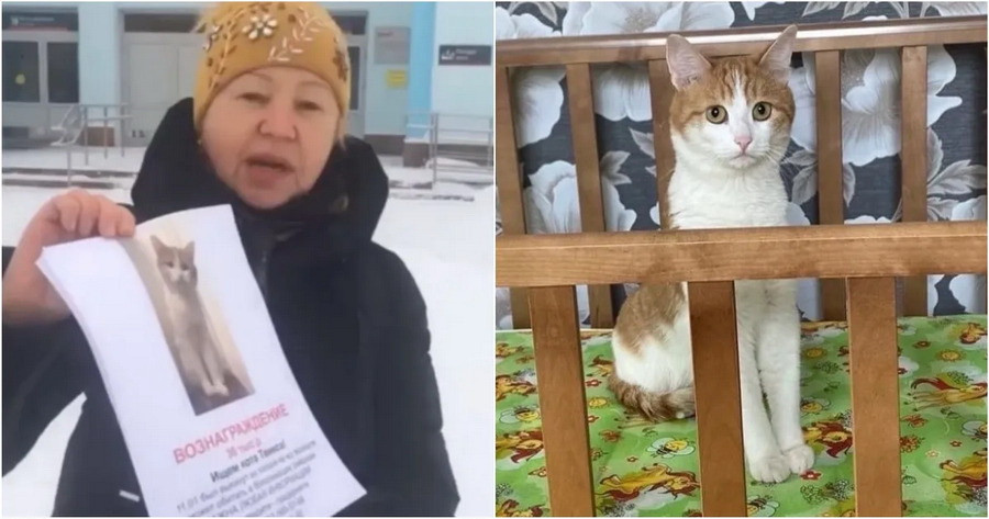 История кота Твикса поражает бессмысленной жестокостью. Фото: социальные сети
