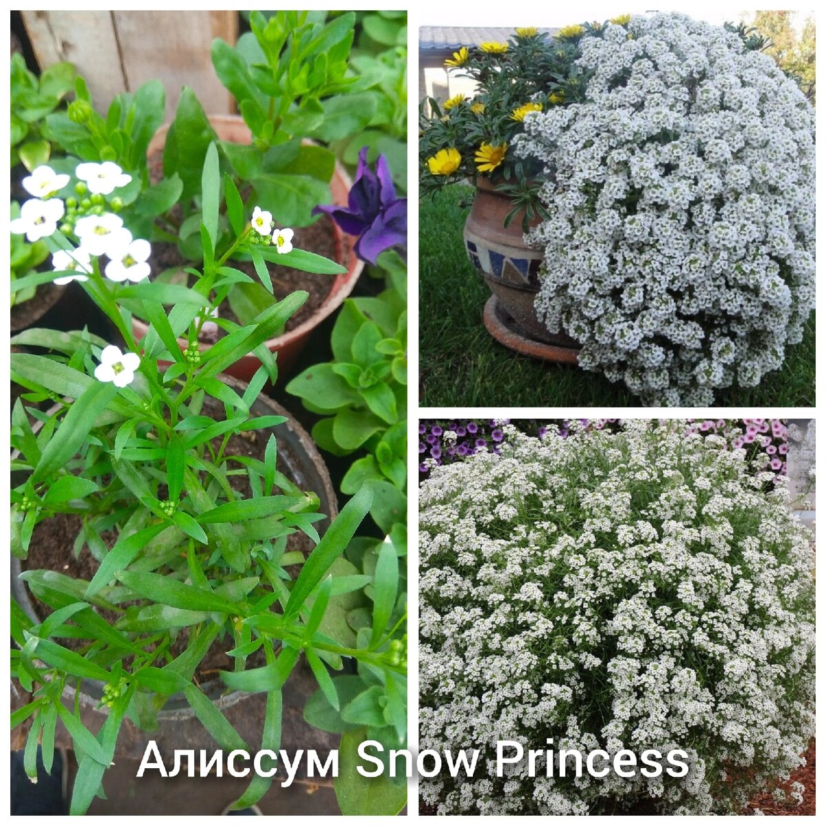 алиссум многолетний или однолетний цветок. армерия а тра альпийская. алиссум многолетний семена. алиссум цветы описание.