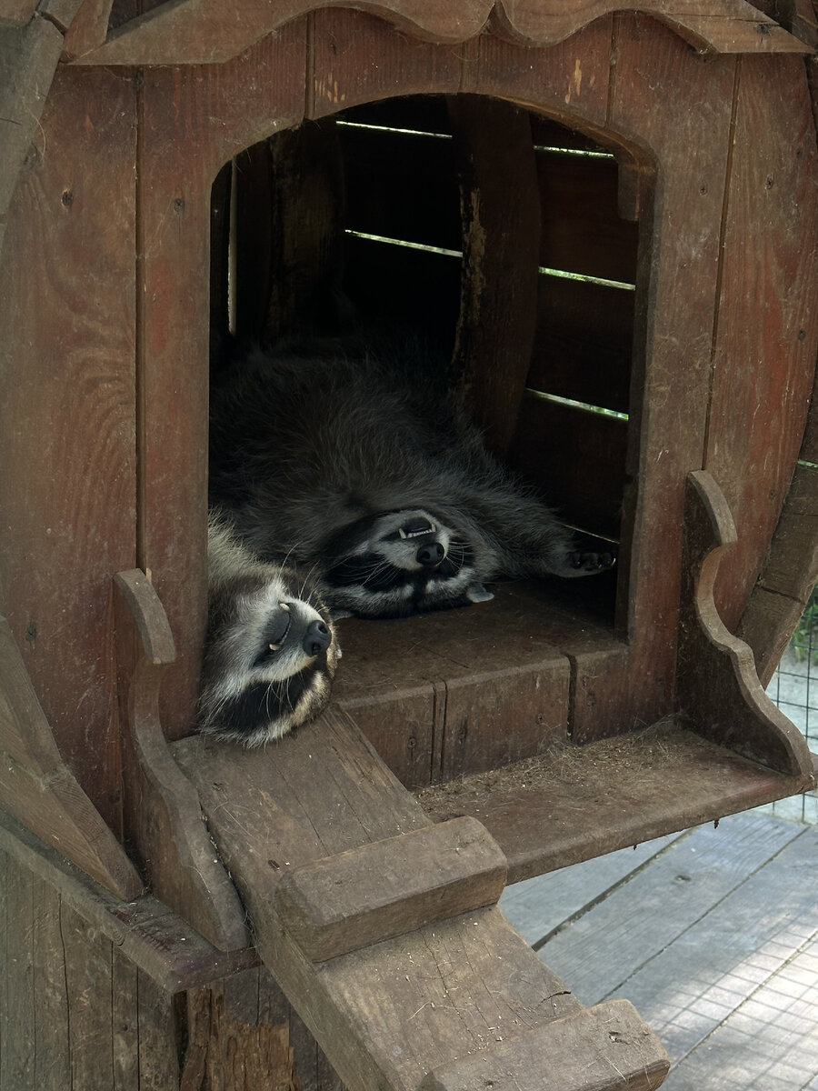 Еноты в мини-зоопарке экоотеля "Романов лес"