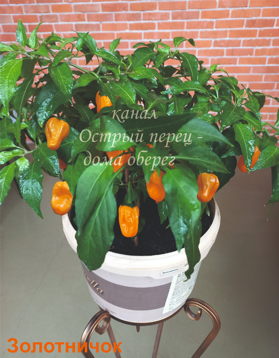 Острый перец «Золотничок» - один из самых урожайных