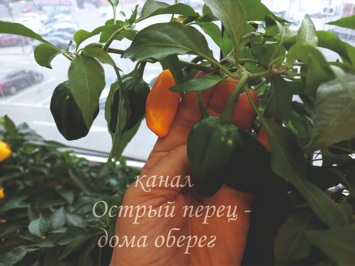 Кустарниковый перец Золотничок на стадии созревания