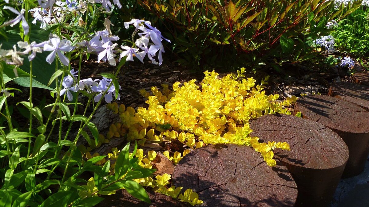Лесной папоротник страусник. Мезозойские семенные папоротники. Семенные папоротники триасового периода. Многообразие форм древних растений. Древние папоротникообразные.