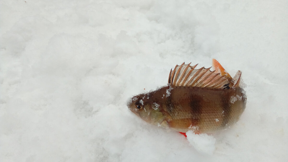 Вот такие красавцы ловятся на нашей таежной речке