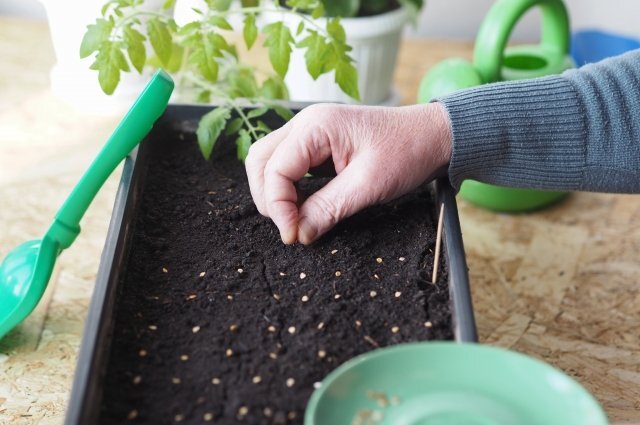    Зачем нужна термическая обработка семян перед посевом?