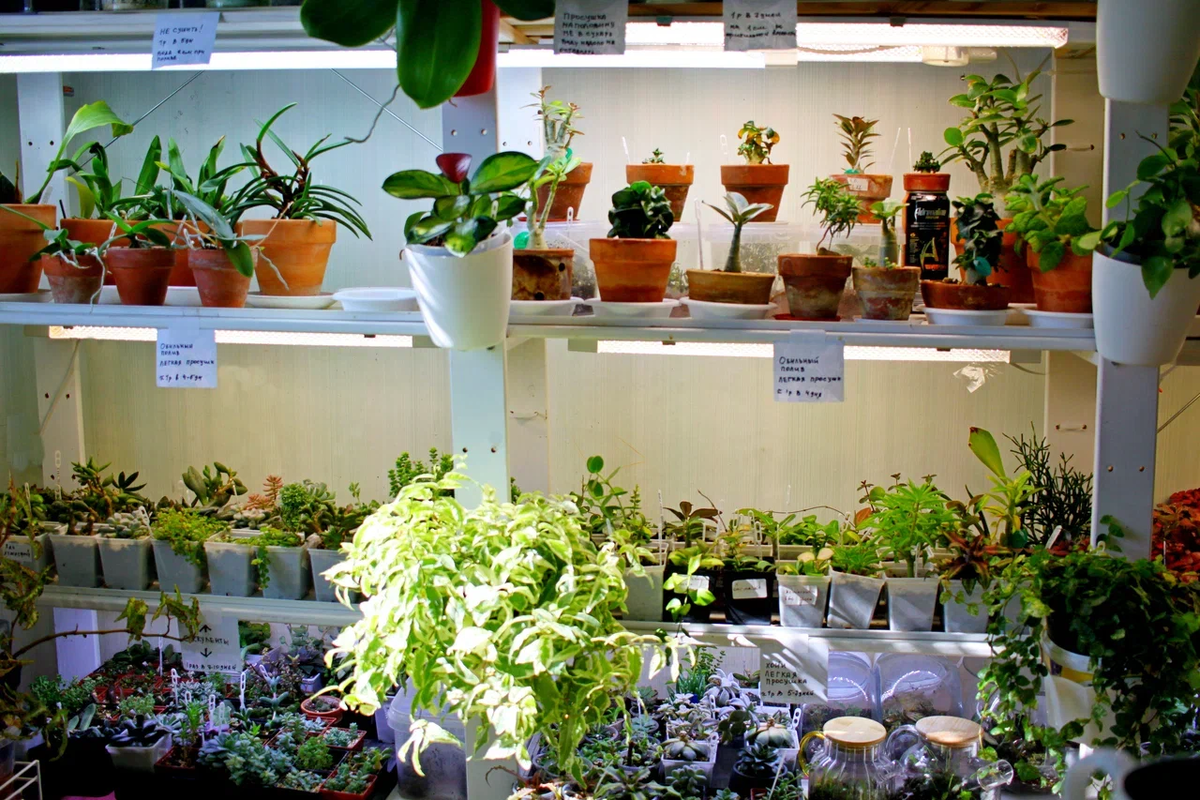 нахождение слов в таблице букв. филворд для детей 7 лет. цветы на букву а. буква а в растительном стиле. найти из букв растение.