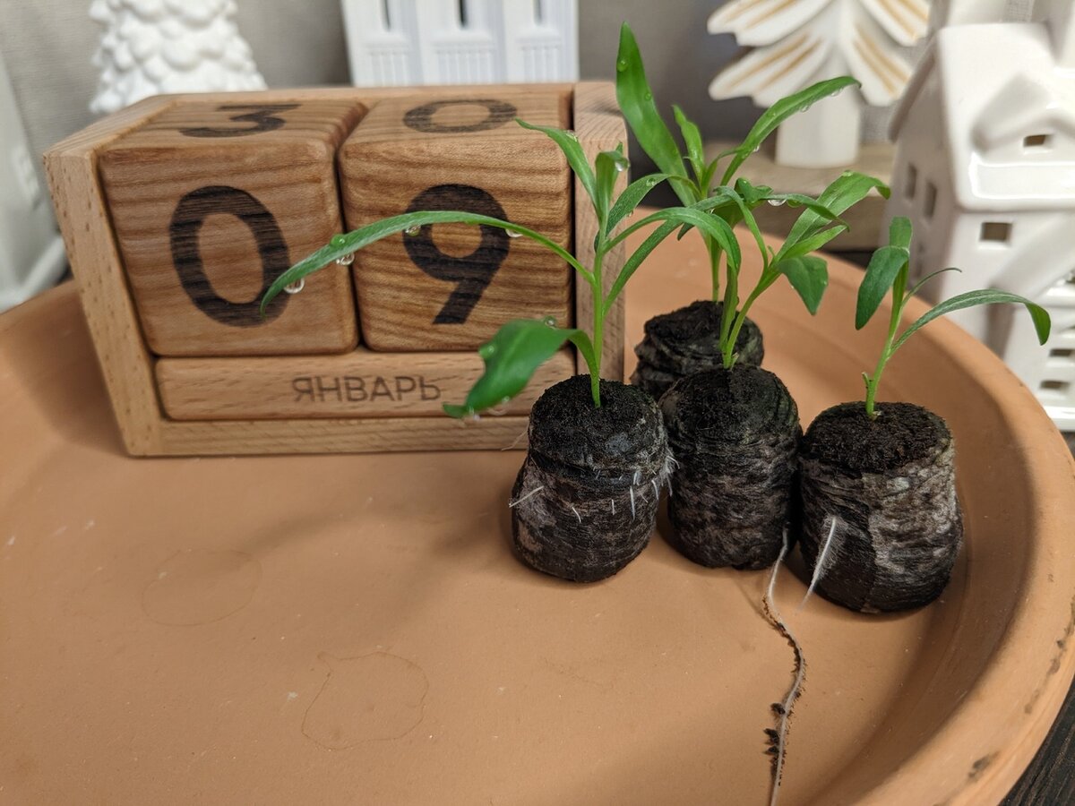 Вегетативный алиссум