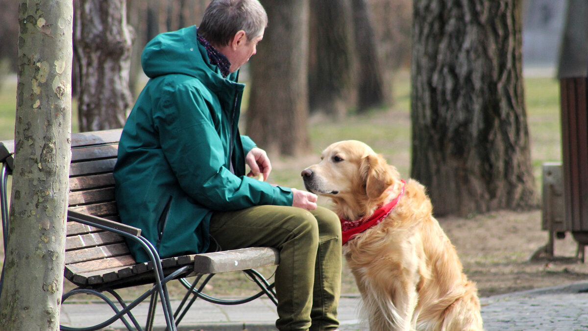 Собака способна узнать того, кого она любит, даже спустя многие годы. Фото Mariana/Pixabay