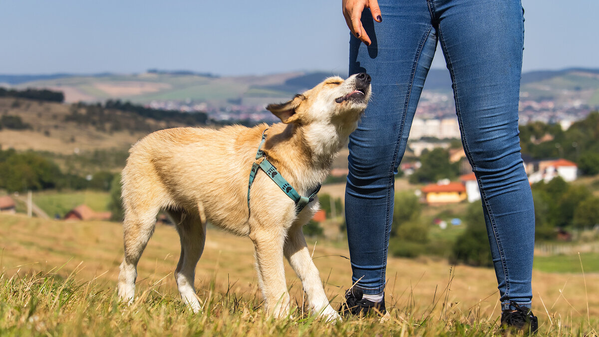 Собаки создают прочные взаимосвязи между различными ощущениями и окружающими людьми. Фото Szabolcs Molnar/Pixabay