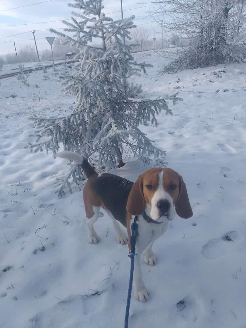 Собаки. Животные даром. Авито животные. Щенки свежие объявления. Породистые животные в добрые руки.