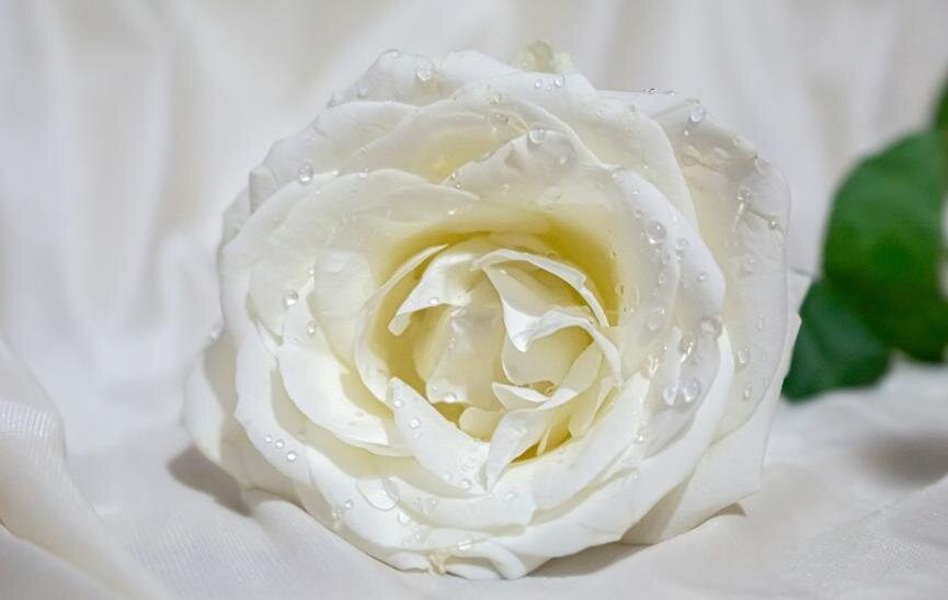 Белые розы смысл. Вайт Роуз. Белые розы. Белые розы Эстетика.