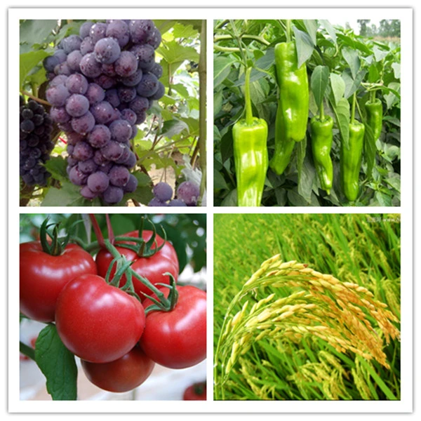 Промышленное сельское хозяйство теперь невозможно представить без использования гормонов растений.