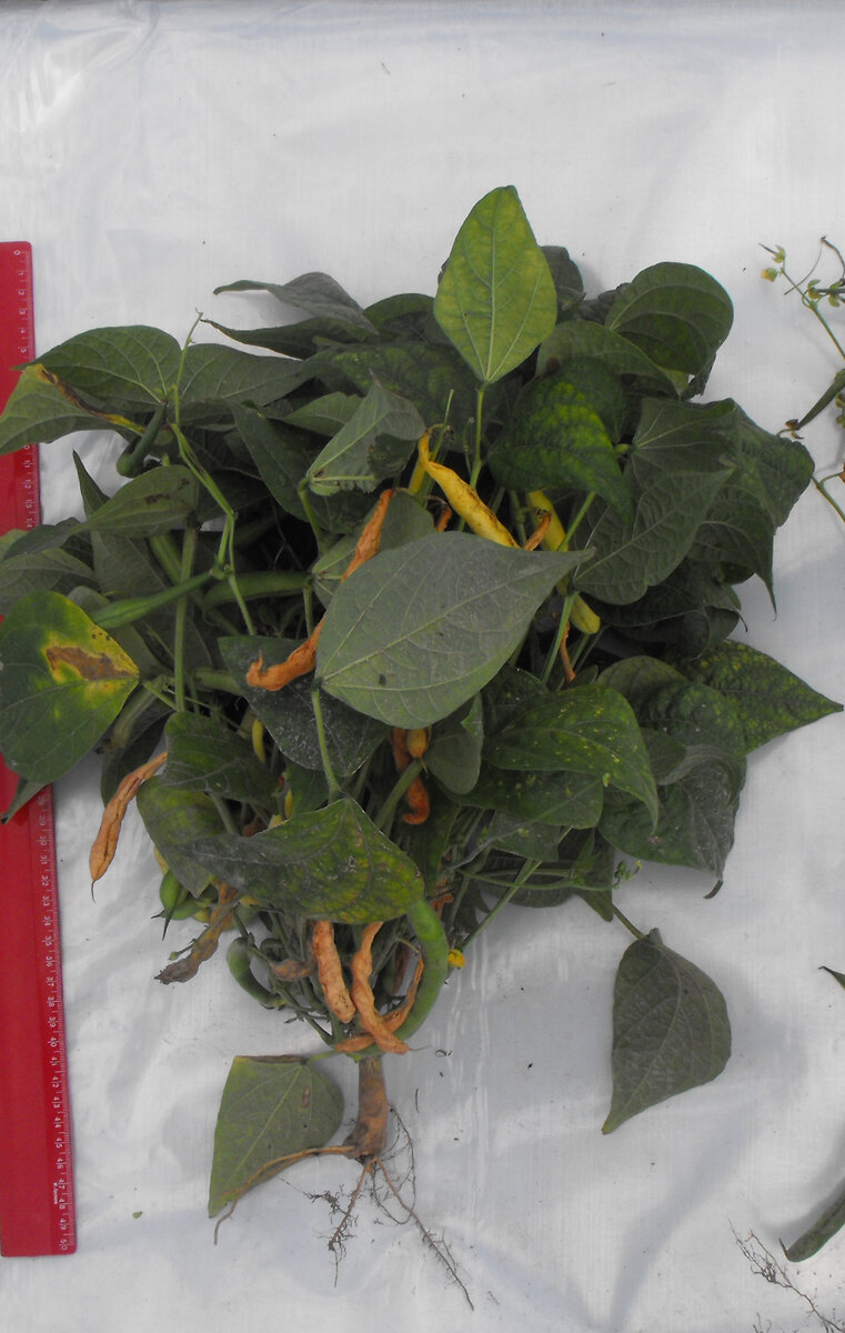 Эффект Эпина на фасоли: бобы созрели, а растение растет и цветет.