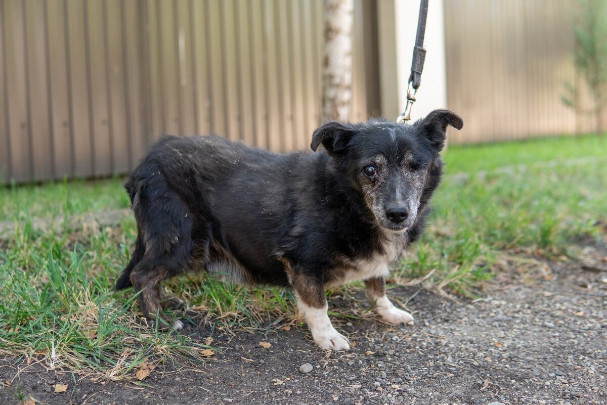 Можно ли собакам метронидазол. Лекарства при поносе у кошек. Метронидазол. Лекарство триховет. Метронидазол таблетки 250 мг.