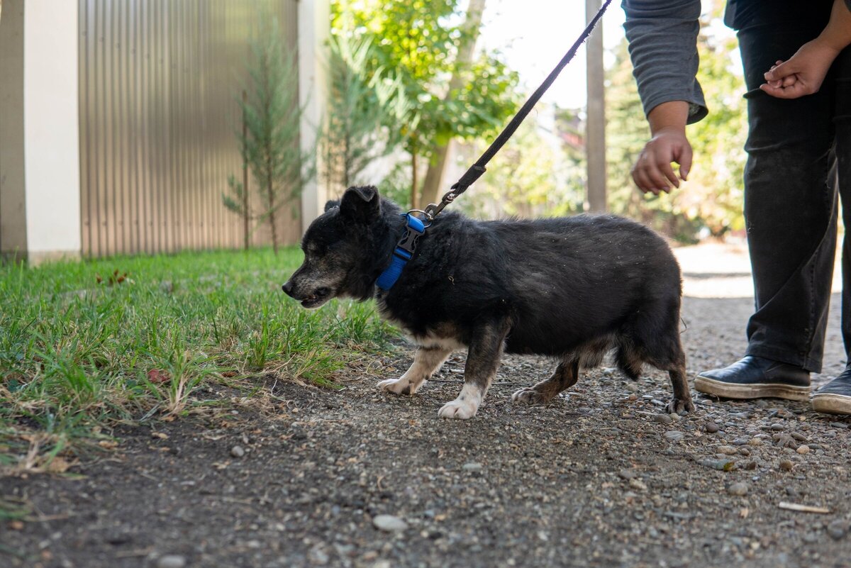 Приют для животных волгоград. Приют для собак в астрахани. Хвостатый дом приют для животных волгоград красноармейский. Приют для животных в волгограде красноармейский район. Собачий приют в волгограде красноармейский район.