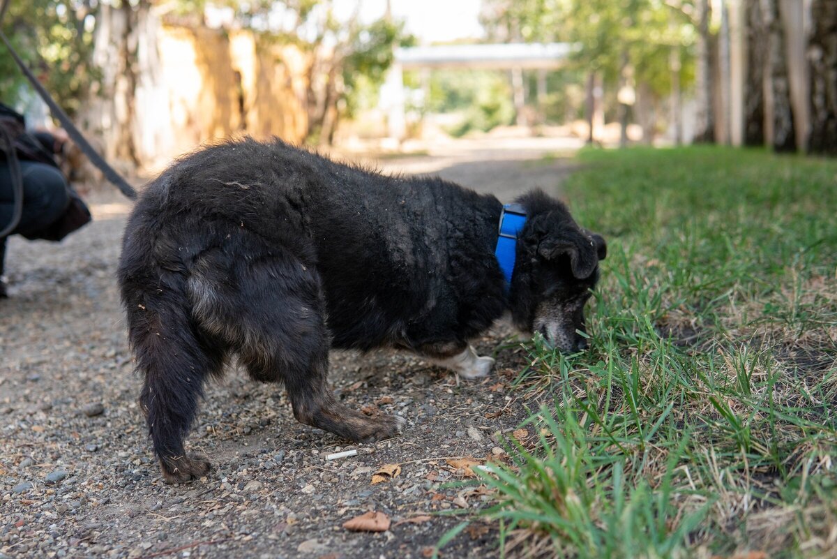 Блюда из чечевицы. Чечевица готовая. Можно ли собакам чечевицу. Суп из бобовых горох сталовка. Какие крупы можно давать попугаям.