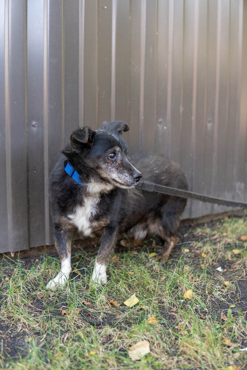 Можно ли воспитать собаку. Как воспитывать собаку. Раздражители собак. Воспитать щенка. Воспитание собаки.