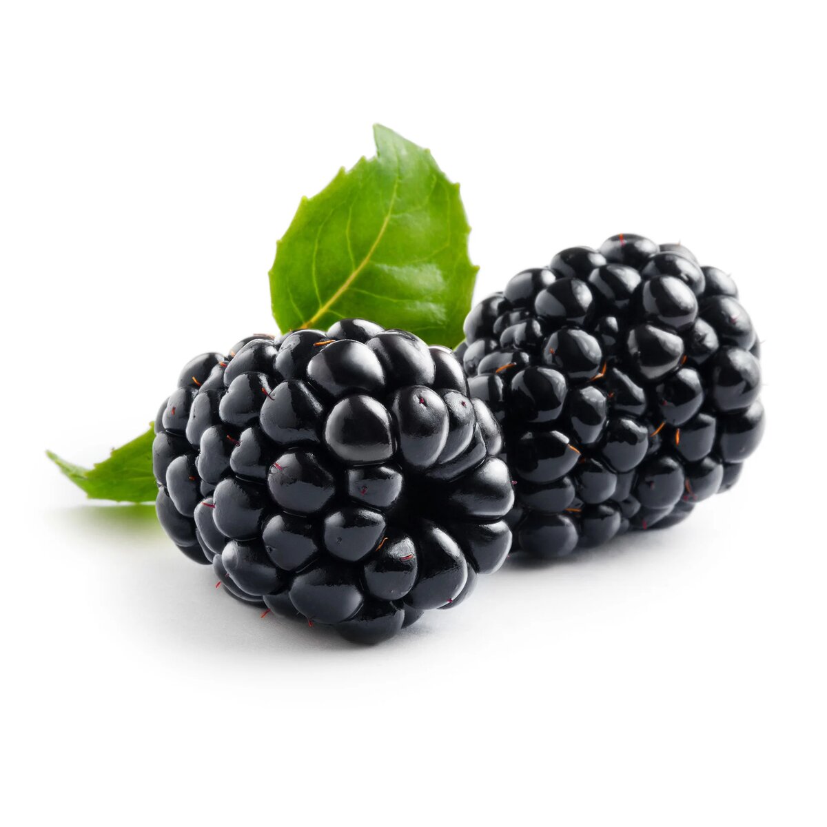 Ежевика цветовая схема