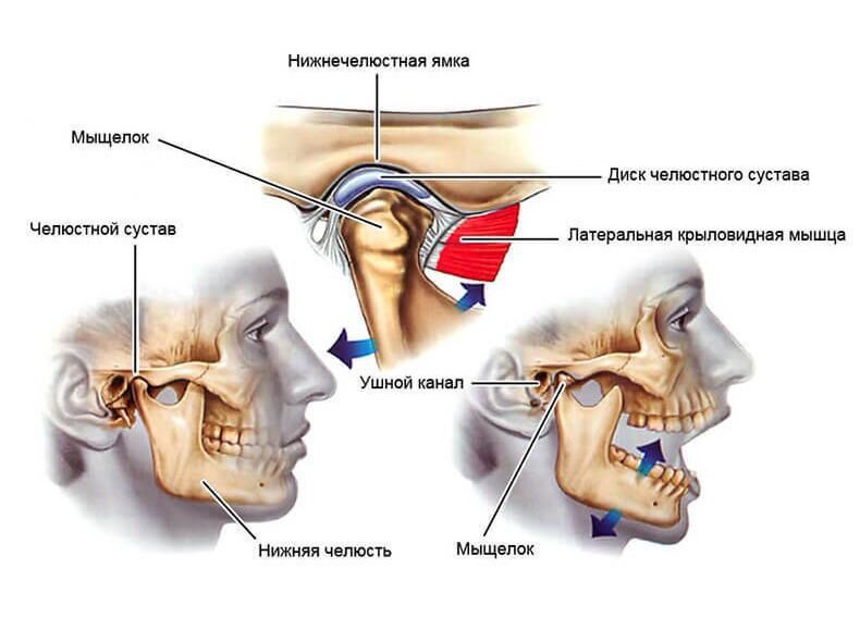 Анатомия височно-нижнечелюстного сустава 