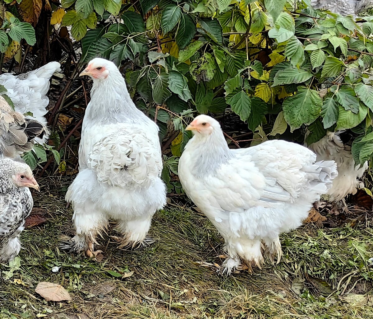 курочки-подростки брамы нового окраса белая лавандово-колумбийская (пока рабочая версия названия), в их получении были использованы несколько окрасов, и на каждом этапе за тип отвечали куры. Пока еще многое нужно править.