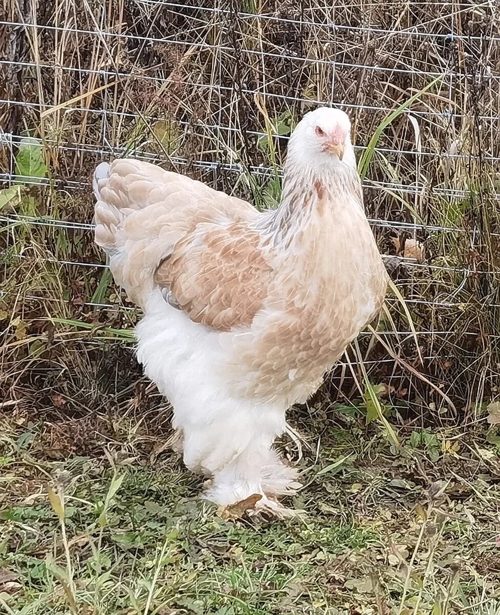 Некормленый. Можно ли собакам куриную кожу. Обрезь куриная монолит. Куриные головки для собак. Питомец ест.