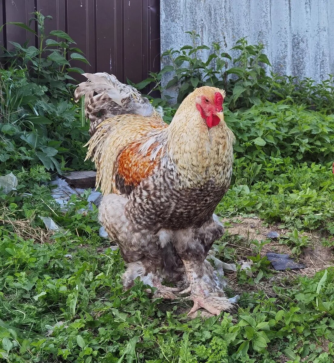 Курица ест зерно. Проращивание пшеницы для кур несушек. Пророщенная пшеница для кур несушек. Ячмень зерно для кур. Рацион кур несушек.