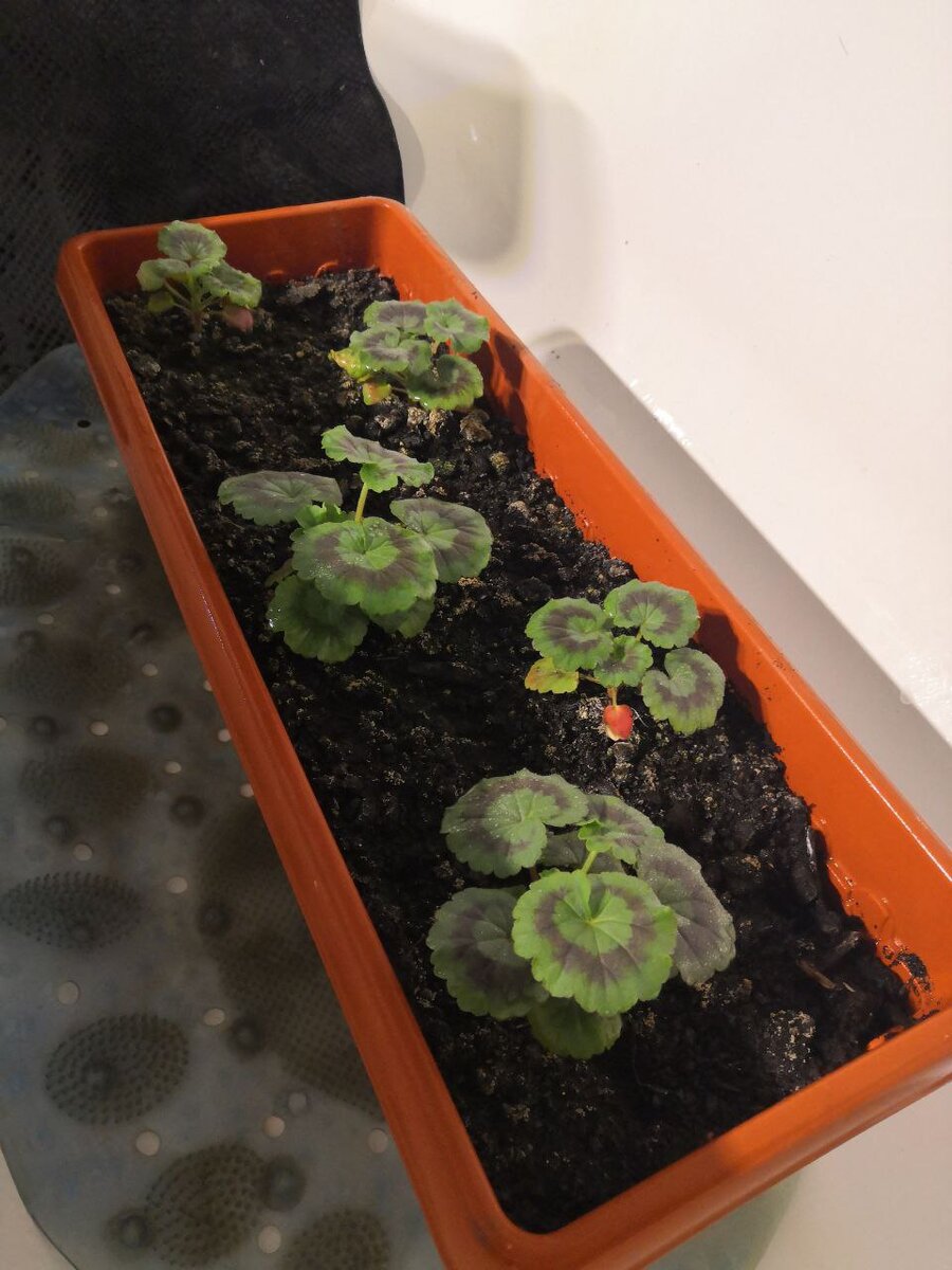 Рассаде месяц пеларгонии нано f1 рэд.