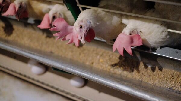    © Sputnik / Николай Хижняк