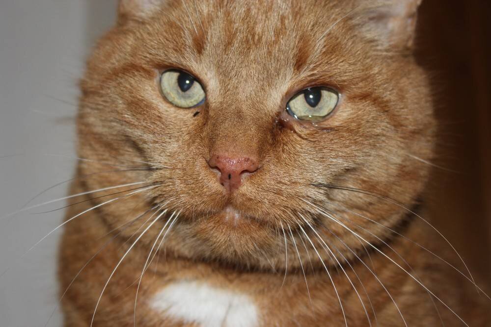 Движение кошачьего хвоста. Почему кошка зверь. Для чего кошке хвост для детей. Почему коты умываются. Спокойной ночи котик.