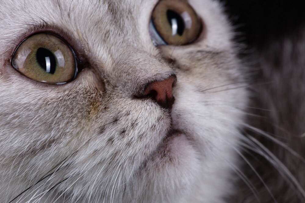 Почему у кошки текут слёзы? Всё о слезотечении | Приют для животных Лучший  друг | Дзен