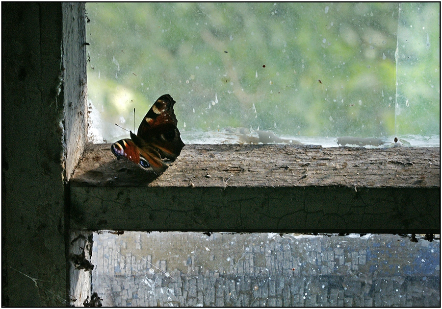 Яндекс Картинки. Автор фото: Михаил Демьянов.