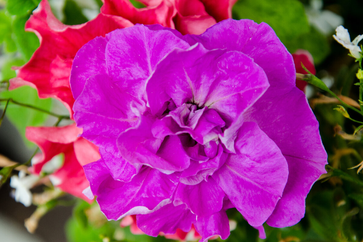 Петунии, выращенные из семян