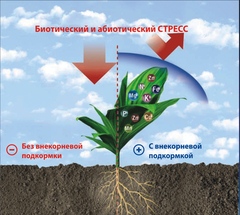 Влияние удобрений рост растений. Удобрения для растений. Листовая подкормка. Внекорневая подкормка растений. Корневая и внекорневая подкормка.
